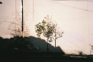 A tree against a wall