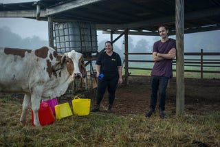 How an Australian cow therapy farm is helping people heal