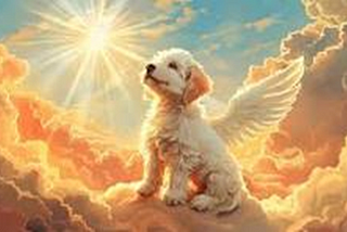 Is There a God (Dog)?