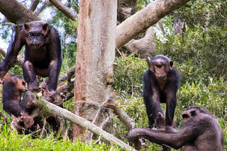 The Bonobos