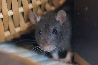 The Rat Control Challenge in Hampshire — Expert Insights
