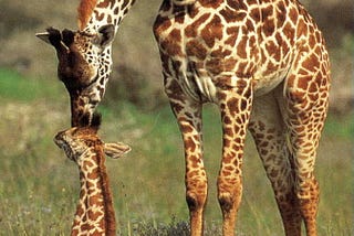 LLM-as-a-Judge: Goodbye BLEU Scores and ROUGE Metrics