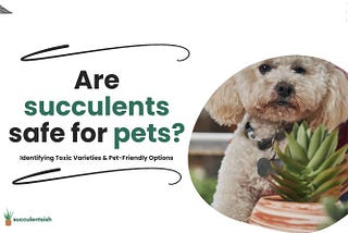 Are Succulents Safe for Pets? Identifying Toxic Varieties & Pet-Friendly Options