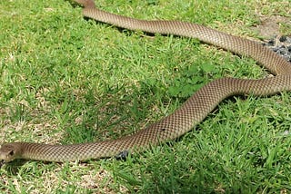 EASTERN BROWN SNAKE — 2ND MOST VENOMOUS SNAKE IN THE WORLD