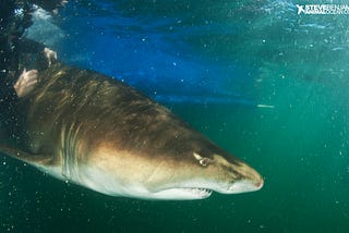 Doing invaluable work for shark conservation