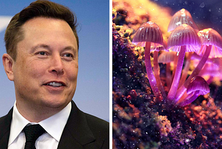 PSYCHEDELICS, TECHNOLOGY & ELON MUSK’S PIG