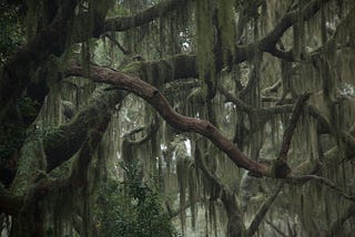Spanish Moss and Friendly Ghosts