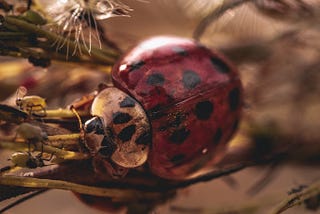 Macro photo of a lady bug