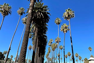 A cluster of palm trees in San Jose, CA.