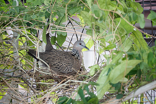 นกเขาใหญ่ สร้างรัง วางไข่ กกไข่ ป้อนอาหาร ลูกนกออกจากรัง พร้อมวิธีดูเพศนก Spotted Dove…