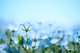 Nemophila (Baby Blue Eyes) flowers