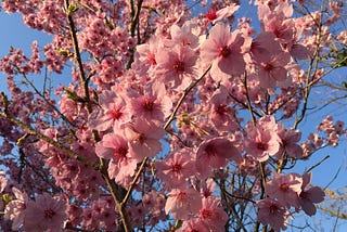Sakura Season: What the Cherry Blossom Bloom Tells Us About Climate Change