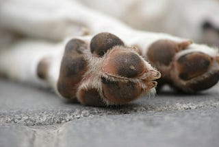 Pet Bereavement -A taboo society still needs to talk more about.