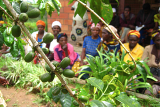Perversion, Persuasion, and Production with Social Capital — Coffee Networks in Rwanda