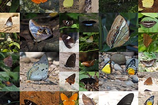 When I said hello to the butterflies in North East forests of India