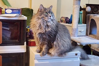 An adorable long-haired grey cat, sitting on a small desk, peering upwards.