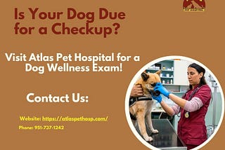 Is Your Dog Due for a Checkup? Visit Atlas Pet Hospital for a Dog Wellness Exam!