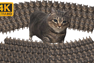 1 OIIAOIIA cat vs 10,000,000 OIIAOIIA cat 4k