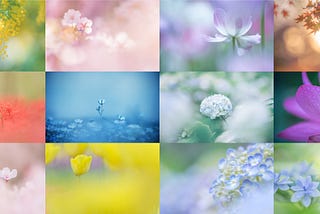 Japanese flowers photograph