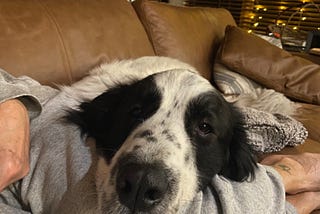 It’s National Dog Day!