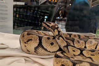 In the image foreground is a yellow and grey-black snake coiled on a cream piece of fabric. Hishead is raised and looking away from the camera. There is a piece of glass separating him from the photo’s background, which shows part of a black shopping cart being pushed by.