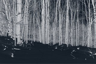 The woods appear at night with white trees and black snow.