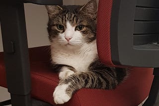 Cat sitting on a red soft office chair, looking straight ahead