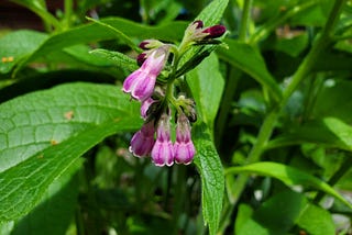 Pale purple and white bell shaped flowers and dark red buds drooping downwards on the stems of a green plant with large leaves with deep veins with a pattern of small squares.