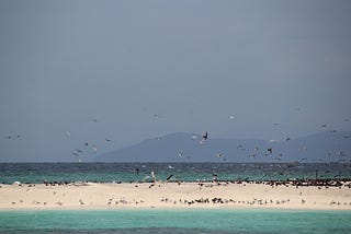 Ocean image with birds in Australia