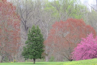 Spring’s Colors Are Peaking