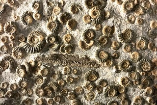 Fossil vs Git