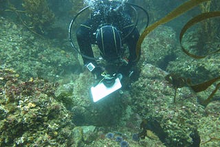 The Guardians of the Kelp Forests