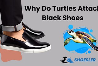 WHY DO TURTLES ATTACK BLACK SHOES: UNUSUAL BEHAVIOR