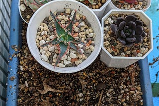 Haworthia #ハオルチア 百合科/多肉植物/仙人掌廢土養護法