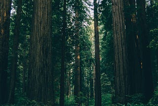 The Tallest Trees in the World