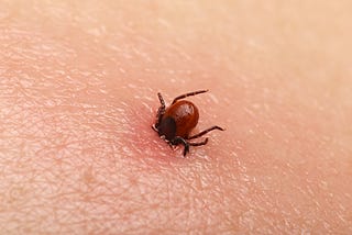 Predicting Lyme Disease, the Fastest Growing Infectious Disease in the U.S.