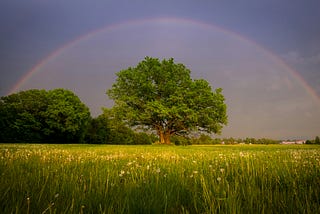 Rain in the Meadow