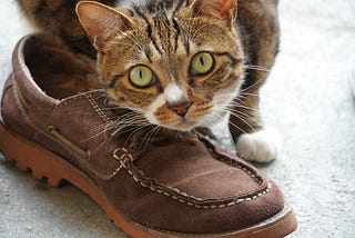 The Pet With No Personality