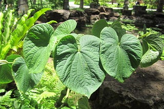 Origins of Kava Vinaka