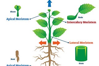 Plants Can Grow Without Seeds: 2