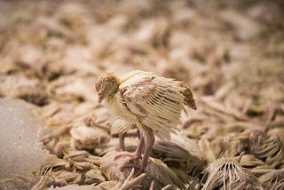 Avian influenza,extermination of chicks by foam, Israel [Roee Shpernik](https://www.wikidata.org/wiki/Q98406800)