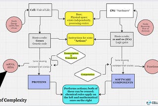 Drawing Parallels Between Computer Science and Neuroscience