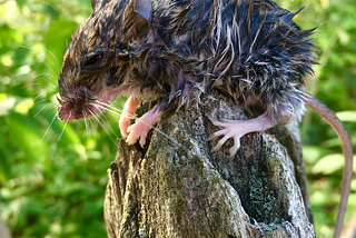Hey Rat! Don’t get drowned by inflation…