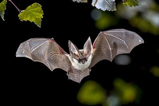 Bat Echolocation: The Agile Sensing and Testing Symphony of Bats