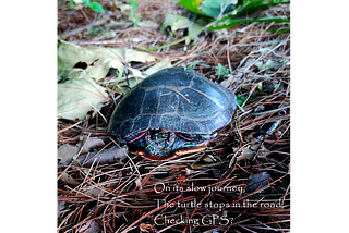 An Easteern Painted turtle that has been moved from the road onto a bed of pine needles near a stream. The turtle has its head tucked into its shell.