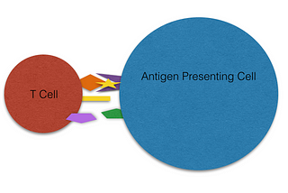 Cancer Immunotherapy Continued: Non-transgenic T Cell Therapy