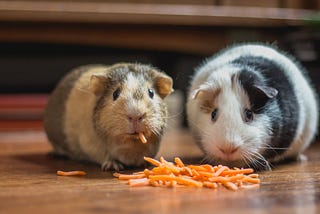Two hamsters snacking