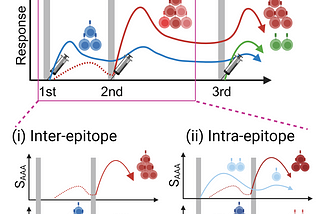 Optimizing Boosters: How COVID mRNA Vaccines Reshape Immune Memory After Each Dose