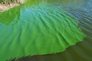 Big Sugar & Florida’s Blue-Green Algae Crisis