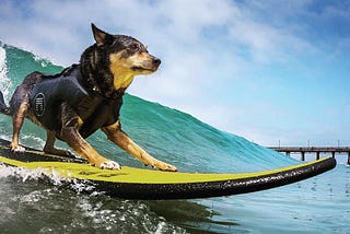 Dog surfing and heavy metal mariachi: 16 offbeat events to spice up your summer on the Peninsula